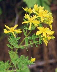 ЖЪЛТ КАНТАРИОН СТРЪК