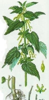 КОРЕНИ ОТ КОПРИВА