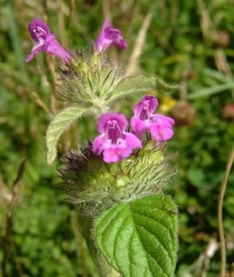 СТРЪК ОТ КОТЕШКА СТЪПКА - 50 гр.