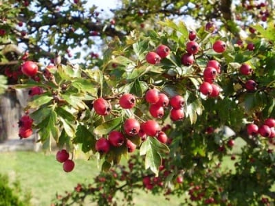 ЛИСТА ОТ ГЛОГ