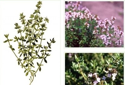 МАЩЕРКА СТРЪК