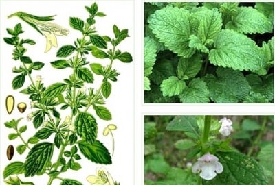 ЛИСТА ОТ МАТОЧИНА