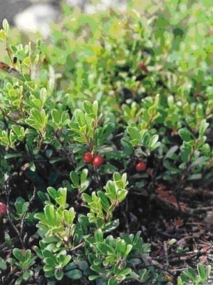 ЛИСТА ОТ МЕЧО ГРОЗДЕ - 40 гр., БИЛЕК