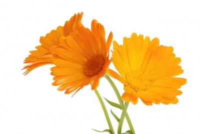 ЦВЯТ ОТ НЕВЕН