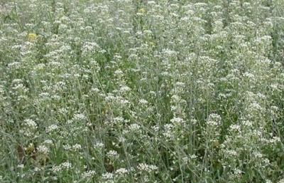 ОВЧАРСКА ТОРБИЧКА СТРЪК