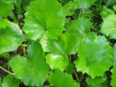 ЛИСТА ОТ ПОДБЕЛ