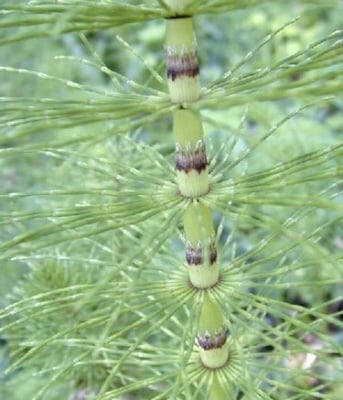 ПОЛСКИ ХВОЩ СТРЪК