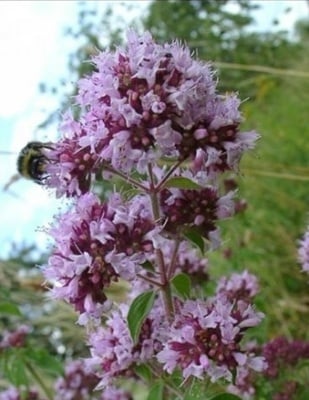 РИГАН СТРЪК