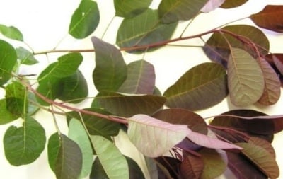 ЛИСТА ОТ СМРАДЛИКА