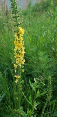 СТРЪК ОТ КАМШИК