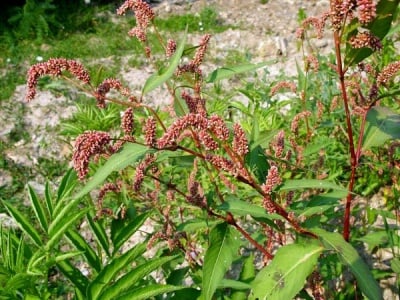 СТРЪК ОТ ВОДНО ПИПЕРИЧЕ - 50 гр.