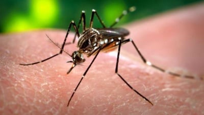 Какво представлява вируса Зика и колко опасен може да бъде?