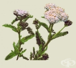 БЯЛ РАВНЕЦ СТРЪК