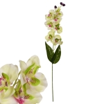 Цвете - Орхидея