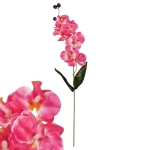 Цвете - Орхидея