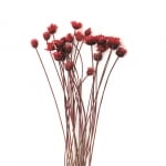 Букет сухи цветя за декорация цвят червен ~21 броя