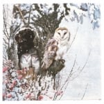 Салфетка за декупаж Ambiente 33x33 см трипластова Barn Owl -1 брой