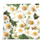 Салфетка ti-flair 33x33 см трипластова  Chamomile  -1 брой