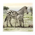 Салфетка за декупаж Ambiente 33x33 см трипластова Zebras-1 брой