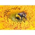 Пъзел художествен WENTWORTH, Busily Buzzing Bumblebee, 250 части