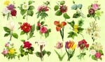 Декупажна хартия, 60 gr/m2, 33 x 48 cm, 1л, Градински цветя