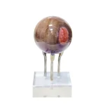 Топкa от Сардоникс