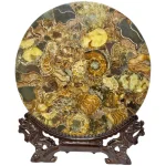 Диск Поднос от Полирани Мадагаскарски Амонити Cleoniceras Cleon