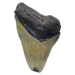 Зъб от Праисторическа Гигантска Акула Мегалодон