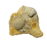 Пектен Pecten sp. 