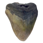 Зъб от Праисторическа Гигантска Акула Мегалодон