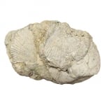 Пектен Pecten sp.