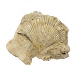 Пектен Pecten sp.