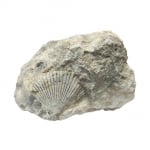 Пектен Pecten sp.