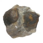 Псевдопектен Pseudopecten sp.