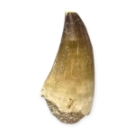 Гигантски Зъб от Мoзозавър Mososaurus Beauggei