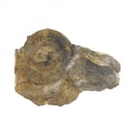 Амонит Ammonites sp.