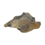 Амонит Ammonites sp.