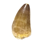 Гигантски Зъб от Мoзозавър Mososaurus Beauggei