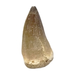 Зъб от Мoзозавър Mososaurus Beauggei 