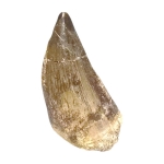 Зъб от Мoзозавър Mososaurus Beauggei 