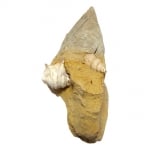 Апорхаис Aporrhais sp.