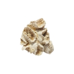 Колониален Корал Favia Gotchevi