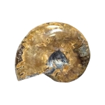 Цветен Преливащ Калцитизиран Амонит Cleoniceras Cleon