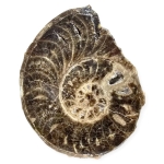 Амонит Choffaticeras (Choffaticeras)