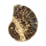 Амонит Choffaticeras (Choffaticeras)