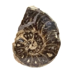 Амонит Choffaticeras (Choffaticeras)