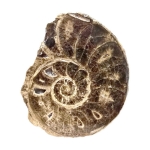 Амонит Choffaticeras (Choffaticeras)
