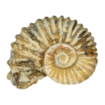 Амонит Mantelliceras sp.