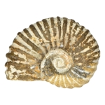 Амонит Mantelliceras sp.