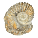 Амонит Mantelliceras sp.